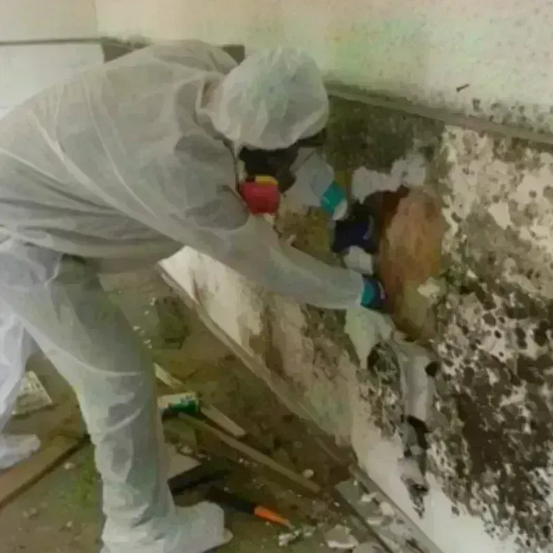 Mold Remediation and Removal in Glencoe, FL